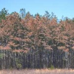 Pine Beetle Destruction