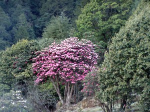 Khumbu spring