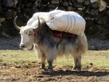 Yak