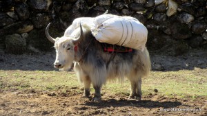 Yak