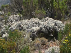 Microclimates on KIlimanjaro