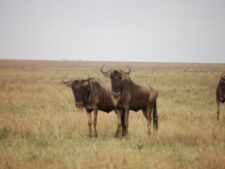 Serengeti Water Buffalos