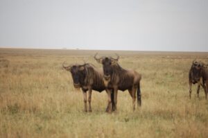 Serengeti Water Buffalos