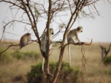 Serengeti Monkeys