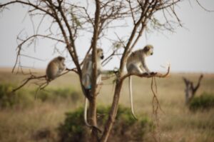 Serengeti Monkeys