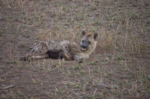 Serengeti Hayanie