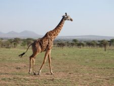 Serengeti Giraffe