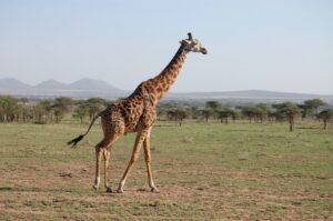 Serengeti Giraffe