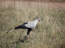 Serengeti Crazy Bird