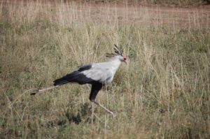 Serengeti Crazy Bird