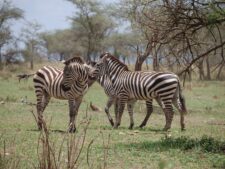 Serengeti Zebras