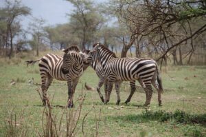 Serengeti Zebras