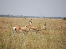 Serengeti Gazells