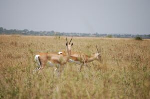 Serengeti Gazells