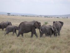 Serengeti Elephants