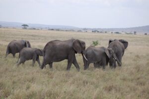 Serengeti Elephants