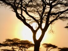 Serengeti Sunset