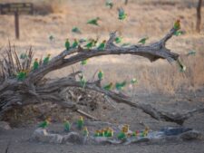 Serengeti Love Birds