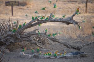 Serengeti Love Birds