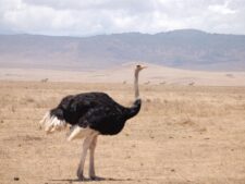 Serengeti Ostrich