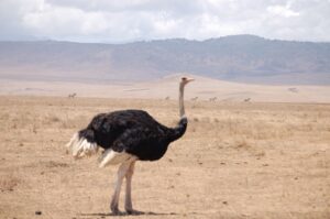 Serengeti Ostrich