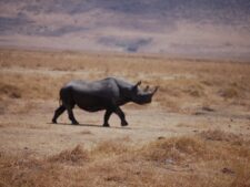 Serengeti Black Rhino