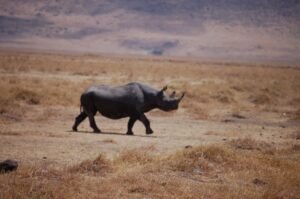 Serengeti Black Rhino