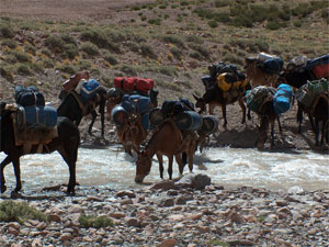 Mules crossing the Vacus river
